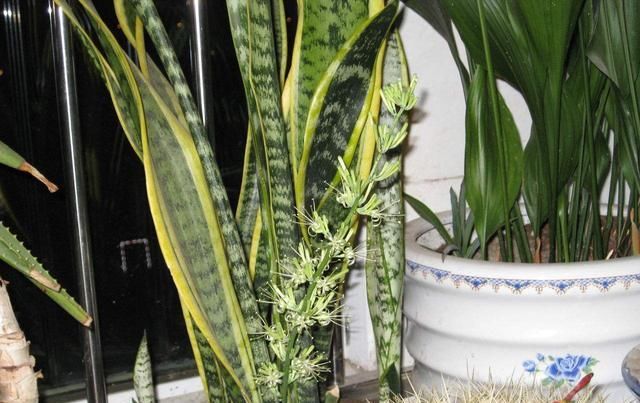  [家里]王阿姨就爱养这2种花，虎皮兰叶叶“1人高”，还能赏花！
