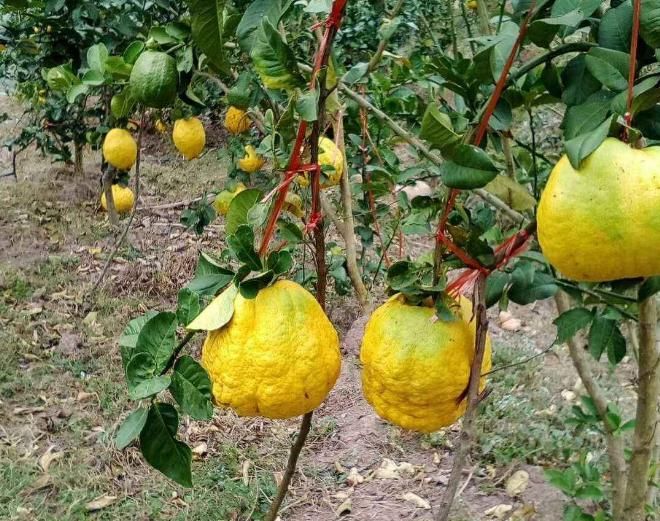  功效：止咳化痰、增强抵抗力的香橼，果农种植前需着重的了解以下几点！