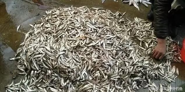 农村这种“浪里白条”离开水2小时就腐烂，如今快被地笼捕绝了