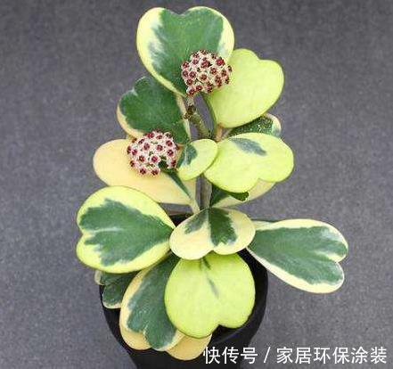 『养花』新手养花,不如养观赏精品:心叶球兰,披散飘逸,别有情趣