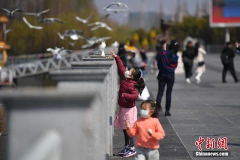  开放■昆明海埂大坝恢复开放 吸引市民喂鸥观景