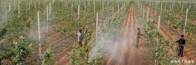  【世外桃源】朝鲜有个地方, 按构想建成一个“社会主义世外桃源