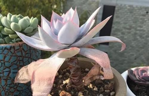  露养■多肉露养好时节：扔外面，1个月没管，美得跟整容了一样！