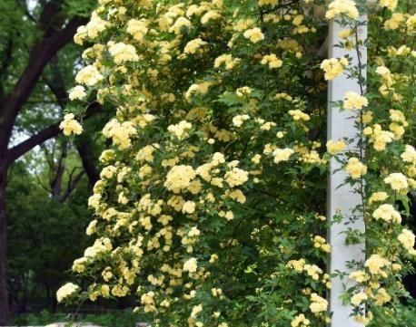 「枝条」养木香花,牢记这“3步”,一根枝条上百花苞,花开成“瀑布”