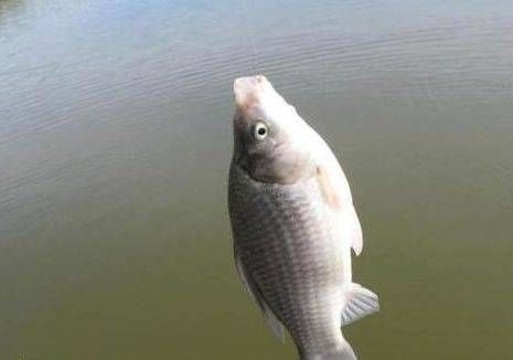  有口■打窝后，怎么判断鲫鱼是否进窝，是否有口，什么时候补窝