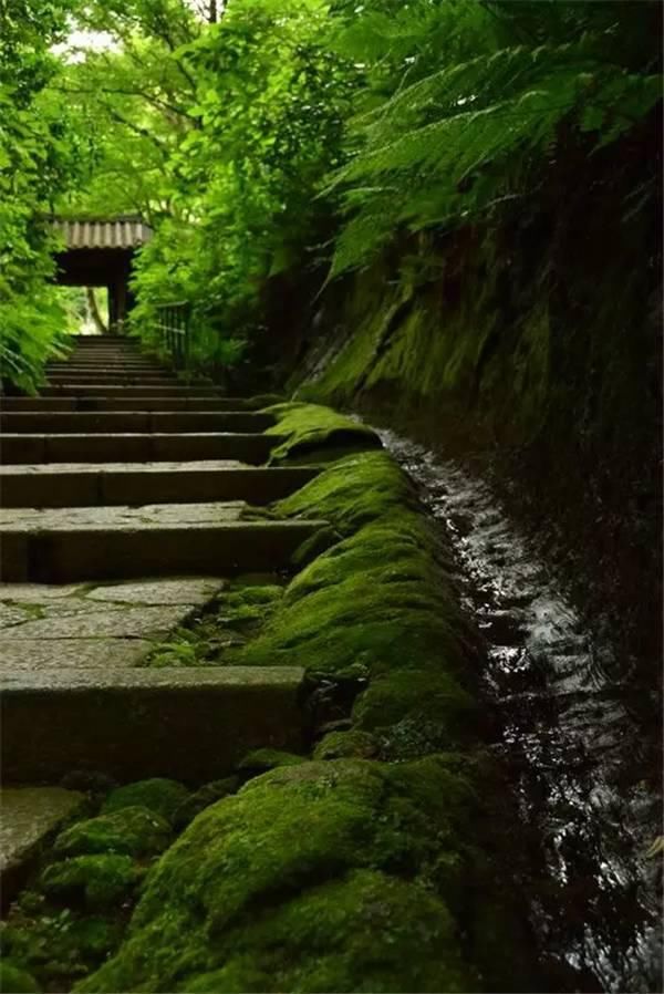 「青苔」一处青苔,美了一个院子