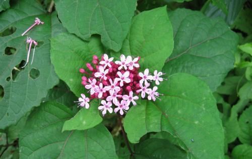  #路旁#农村路旁的一种“野花”，闻起来奇怪，农民被当作杂草扔