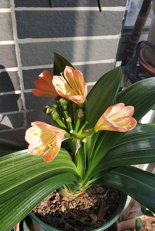 「焦黄」10种花,不能使劲晒太阳,否则叶子焦黄长黄斑