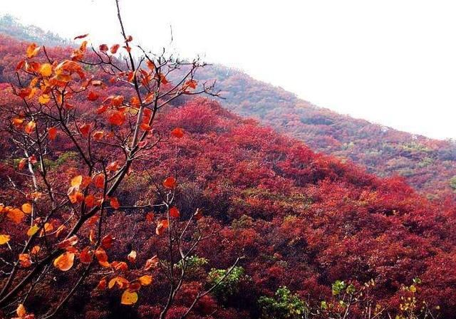 河北的小黄山，仅比泰山低一百多米，深秋是看红叶的最佳去处