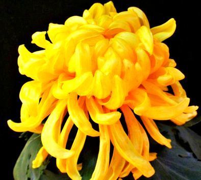 『寓意』喜欢菊花，不如养盆“珍稀名菊”花好月圆，金光灿灿，寓意美好！