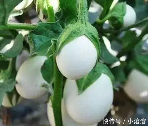  #果子#南方1种蛋树，秋天一到，果子挂满，就像一个个“鸡蛋”挂在树上