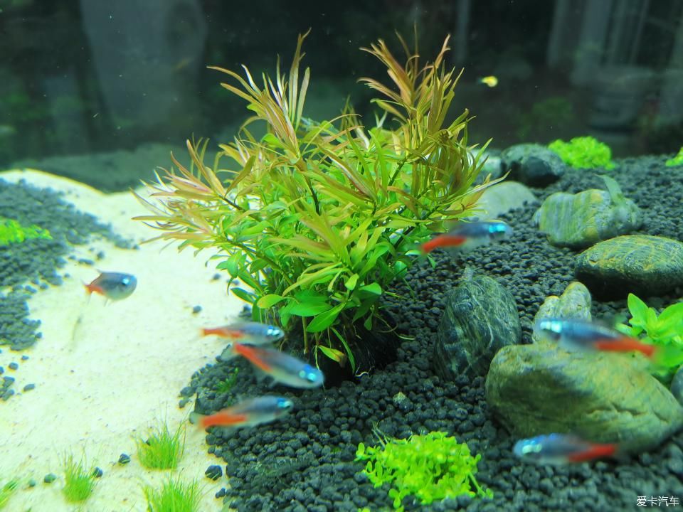  『水质』我家的花花草草第十四季-新手折腾水草缸