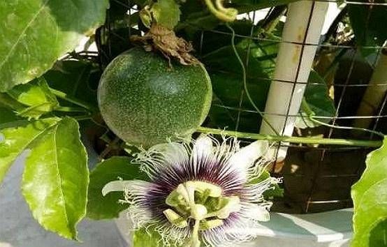  『生长期』盆栽西番莲有窍门，日常保养是最重要的，新手种植一定要看干货