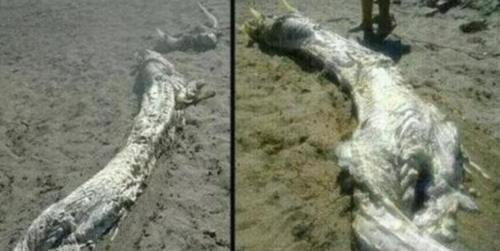 世界未解之谜：老一辈都说看到龙在天上飞，是谣言还是确有其事？