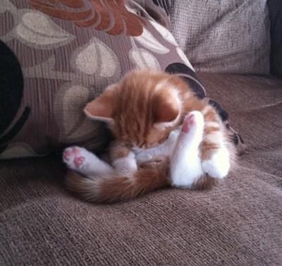  【睡姿】本以为只有小奶猫的睡姿怪，没想到大猫的睡姿更奇怪