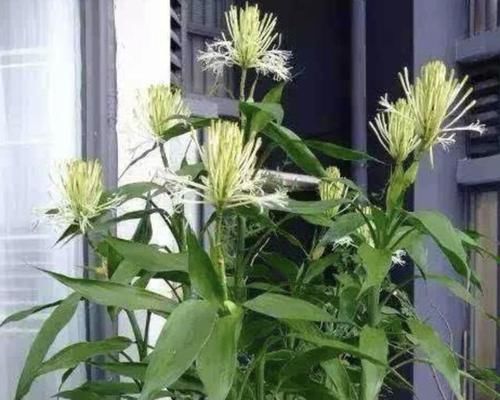  「药片」爷爷养富贵竹，1年窜到“1米高”，还开出花，养护秘诀有“4点”