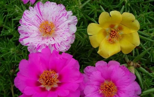  「解决」太阳花不开花.开花少的5个原因，找到问题解决，温度合适就会爆盆