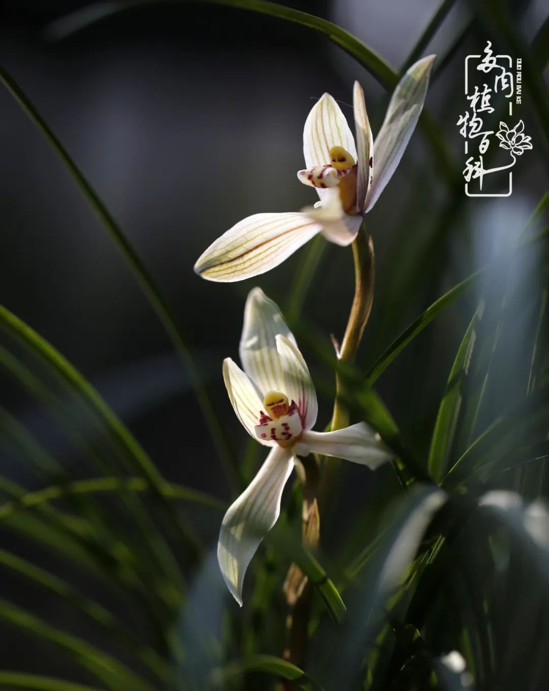  [庭院]一院一狗,三餐四季,慢下来的庭院生活才是好生活!