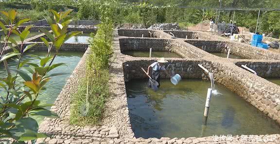 江西溪石斑鱼养殖基地图片