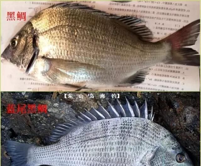  「东山叫红」46种海钓常见的鲷类鱼，最后一种高价的鱼原来也是鲷鱼，才知道