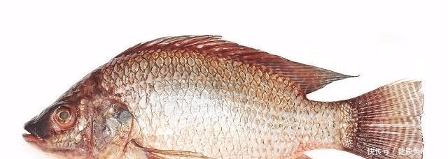 广西水库，长出几十斤罗非鱼，这得活了多少年