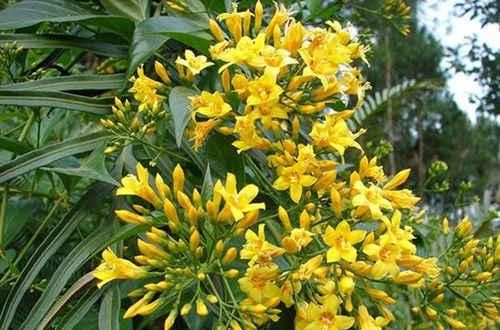 金银花■这花特像金银花,但是有毒,看见一定躲着走!