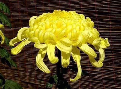  「植物适当」养花小常识，这6点要注意，教你正确养花，保持株形美观