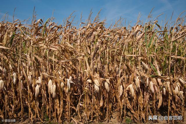 农村地区禁止焚烧秸秆引热议！农民喊话专家：把农作物也禁了吧！
