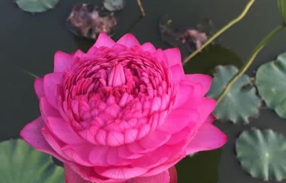  喜欢：喜欢荷花？那就养这种，一朵花有1000个花瓣，家养一盆超漂亮