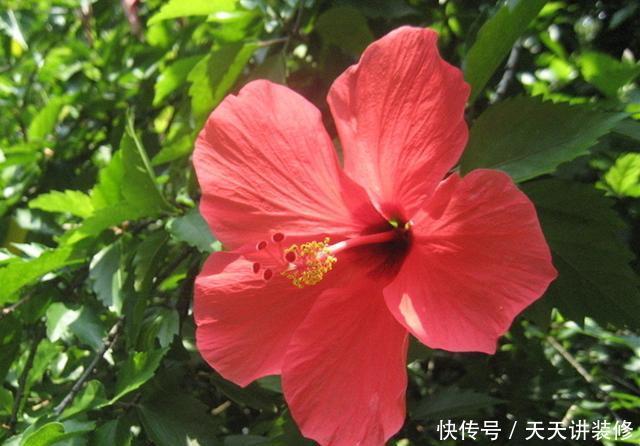  『复苏』“朱槿牡丹”扶桑花，春天复苏后做好5件事，花期长达半年