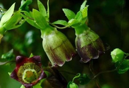 山林里无人问津的野草,农村称为“山海螺”,殊不知根部价值高！