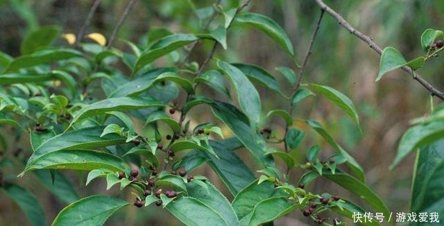 农村一种野草,价值珍贵30一斤,农民种植发家致富,住上小洋楼！