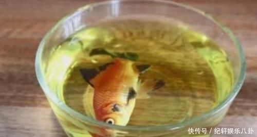  #奇葩#红牛到底有多厉害？男子把金鱼放进去测试，还有更奇葩实验