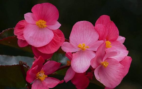  【迷人眼】夏天最适合养此款植物，晒一晒开花更香艳，花开繁盛，烂漫迷人眼