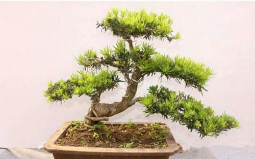 树形■养罗汉松盆景,怎样养出优美树形,增加观赏性