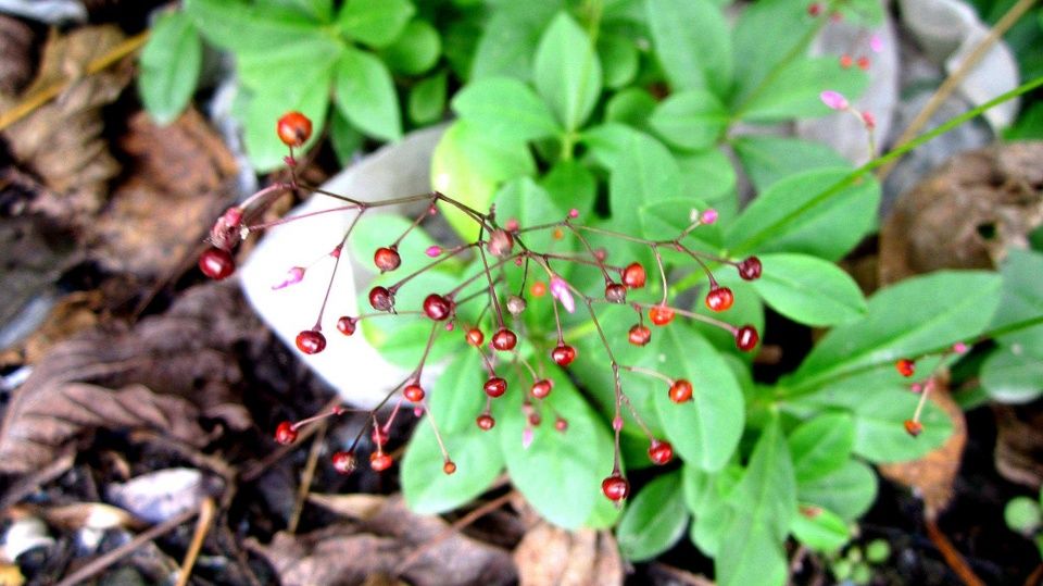 人称“土人参”，农民会铲除，网友:叶子炒黄鳝很好吃，出口日韩