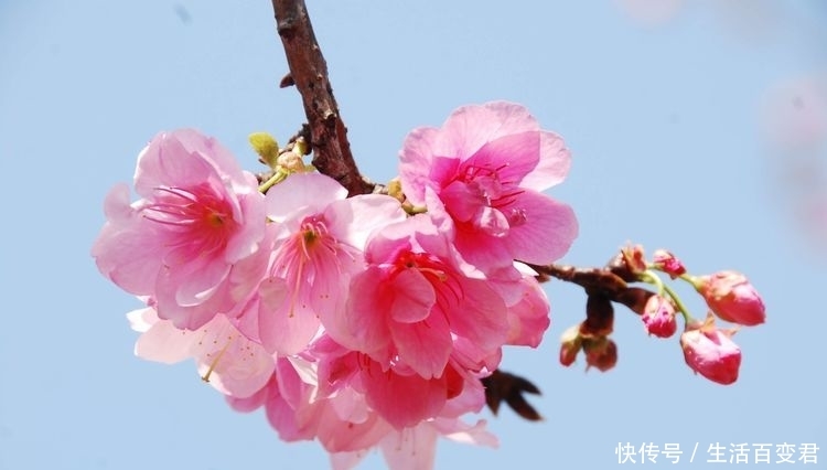 圆通花潮舞翩跹：三月春暖花开的季节，这里是昆明最经典的赏花地