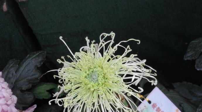  【脱俗】喜欢菊花，就养盆“珍奇绿菊”绿窗纱影，清新脱俗，优雅可人！