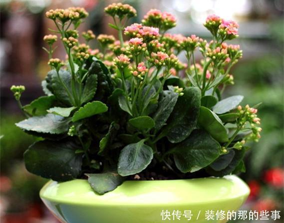 「植物」气温太高,这3种花要休眠,在养护上更要上心