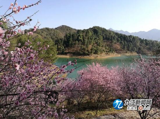 知否?知否?山水武宁梅花绽放,暗香浮动惹人醉