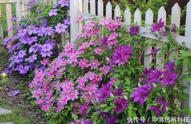 『养眼』“4种花”好养眼,开花一片,花团紧簇,养在家里人人羡慕!