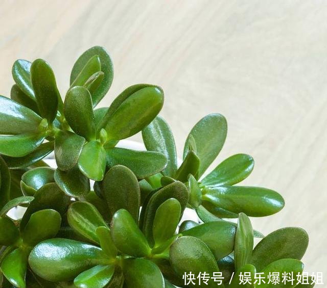 『管理玉树』玉树有没有毒能放在室内养吗!