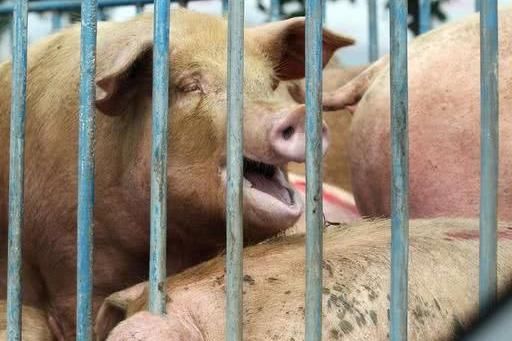  养殖户：养猪难，散养户未来的出路在哪里？