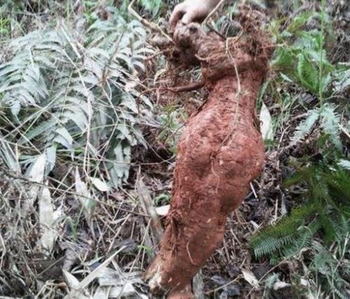  #值钱#山沟里有“1种植物”，碰到请爱惜，根茎肥大、珍贵、值钱