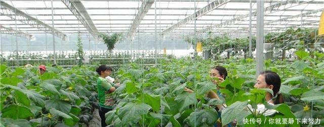 未来10年的农村，什么样的农村人，不会被淘汰反而更赚钱