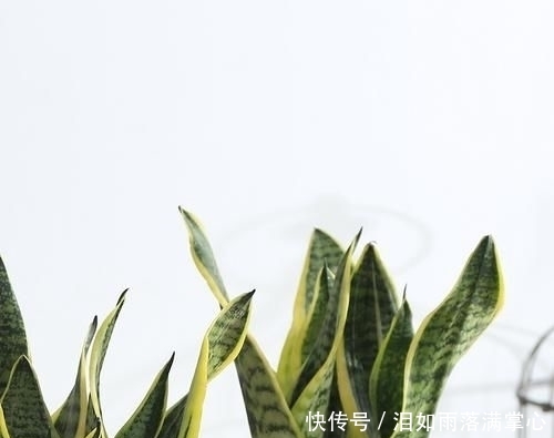 「花叶络石」农村遇到此“瑰宝级”植物,快挖回家摆起来!家人身体越变越棒
