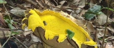  「灰包菌」这种稀罕物，在大地出现多年，价值不是一般高，极为