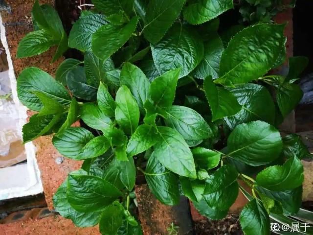 「开花」把花养成菜,迟迟不开花,原因就是缺光照!