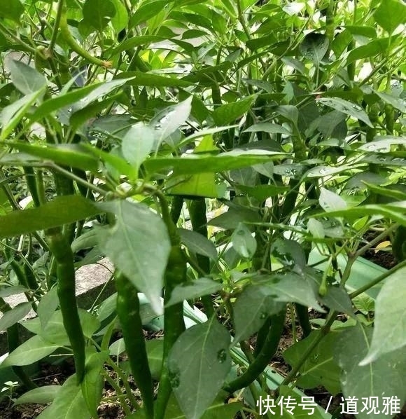  辣椒■阳台种辣椒有妙招，盆里加点小东西，辣椒成串，吃不完！