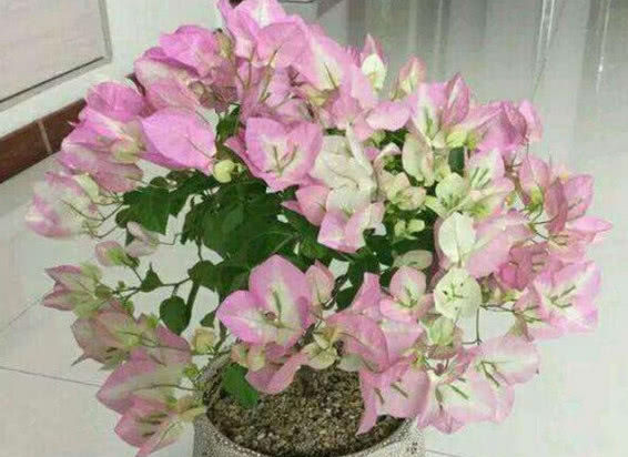  「三角梅」夏天养花选这款，越晒开花越美，整个夏天花开不断，开爆满盆！